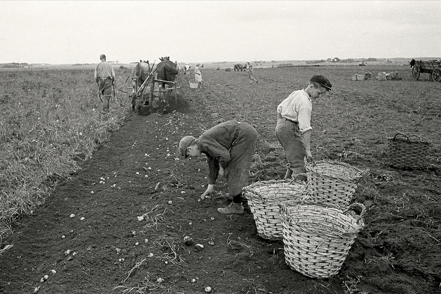 statare halmstad Statare